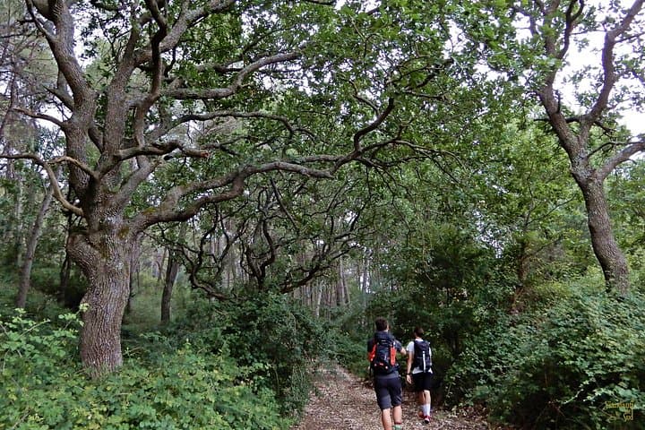 Mercadante Forest Hike in Alta Murgia National Park: Karst Blades & Ancient Oaks photo 1