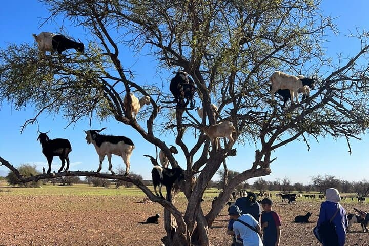 Agadir Crocoparc & Goats in Argan Trees: Half-Day Wildlife and Argan Oil Tour photo 2