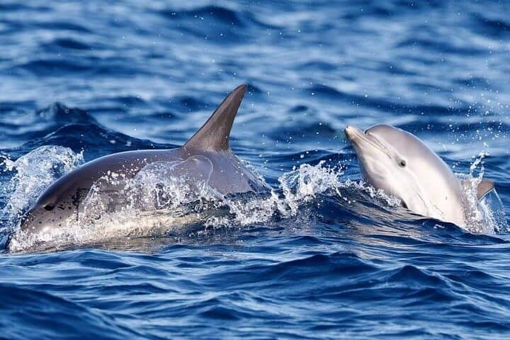 Dolphin Watching in Muscat: Oman's Coastal Magic Boat Tour