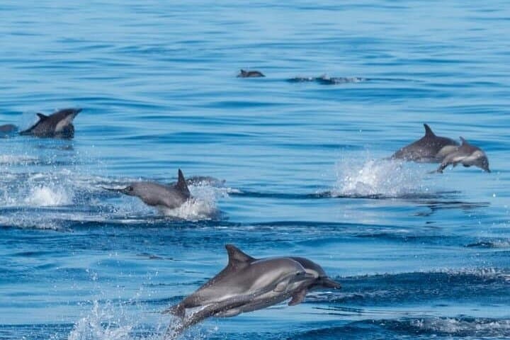 Dolphin Watching in Muscat: Oman's Coastal Magic Boat Tour photo 5
