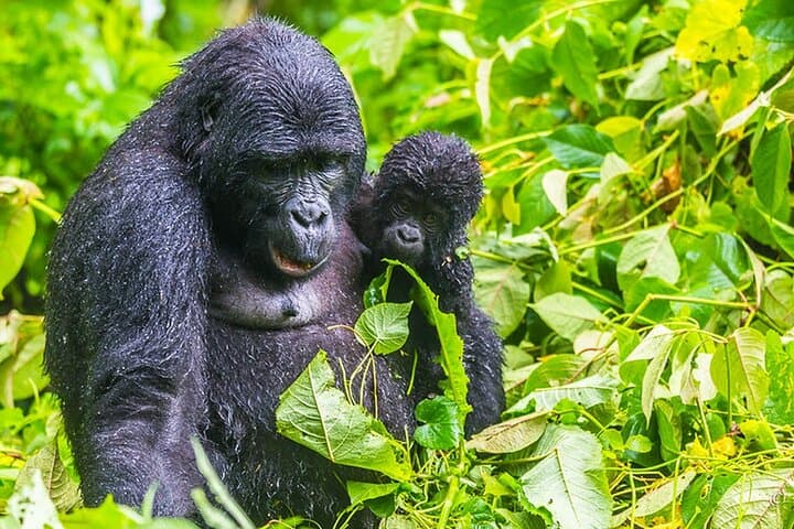 Mount Gahinga Day Hike: Summit the Virunga Bamboo Forests on a 1-Day Trek from Kigali photo 2