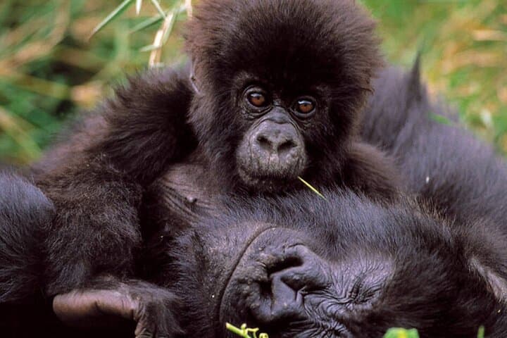 Mount Gahinga Day Hike: Summit the Virunga Bamboo Forests on a 1-Day Trek from Kigali