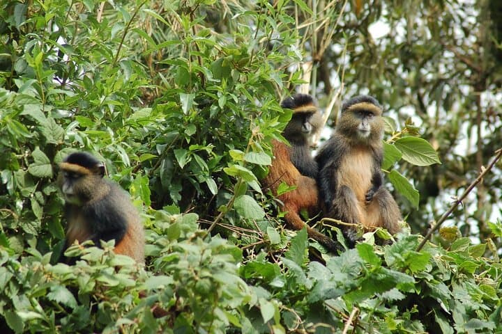 Mount Gahinga Day Hike: Summit the Virunga Bamboo Forests on a 1-Day Trek from Kigali photo 3