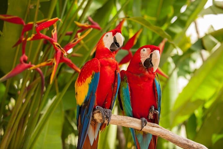 Bali Bird Park Admission: Interactive Feeding, Live Shows & 4D Cinema photo 4