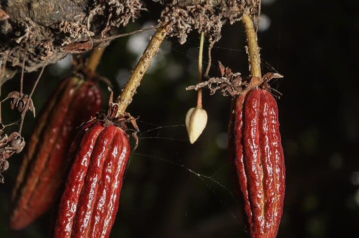 Howler Monkeys & Chocolate: Full-Day Trail and Cacao Farm Experience from Guayaquil photo 6