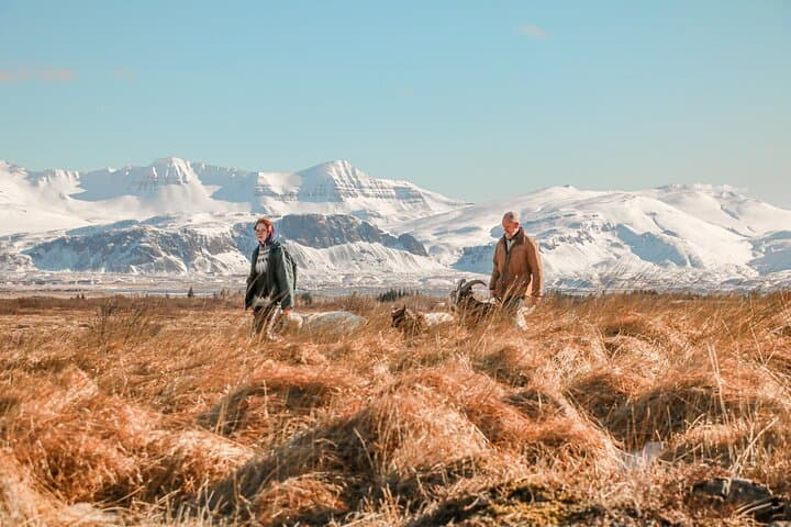 Goat Walk at Gufuá Farm — Lead Icelandic Goats Through West Iceland Farmland