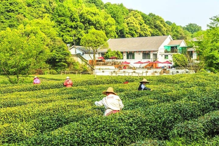 West Lake to Tea Fields: Private 1-Day Hangzhou Tour