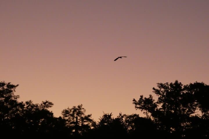 Sunset Manatee Kayak Near Orlando: Small-Group Blue Spring Paddle photo 4