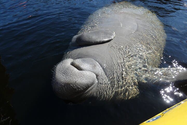 Sunset Manatee Kayak Near Orlando: Small-Group Blue Spring Paddle photo 6