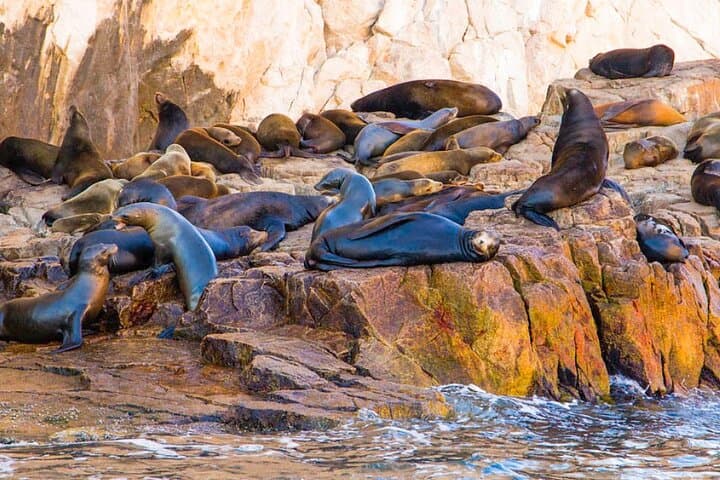 Glass Bottom Boat to El Arco: Cabo San Lucas Arch & Sea Lion Colony Tour photo 3