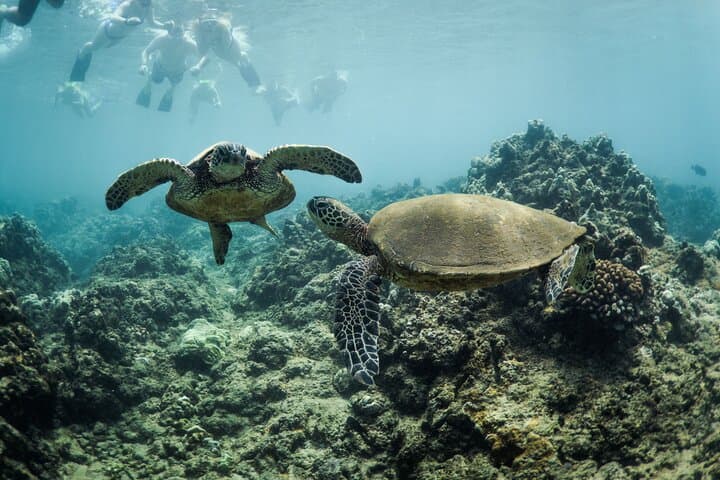 Kaanapali 5-Hour Snorkel Sail with BBQ Lunch and Open Bar photo 5