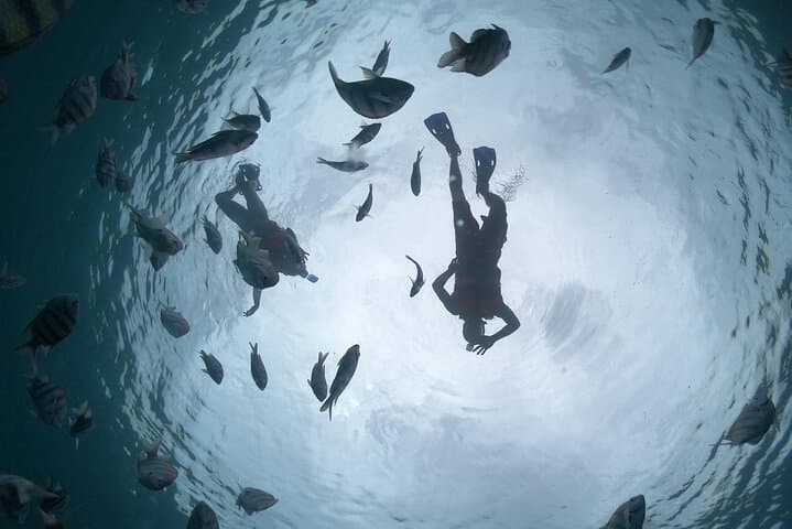 Clear-Boat Snorkel & Beach Day at Playa Uvas — Cozumel’s Underwater Window photo 4