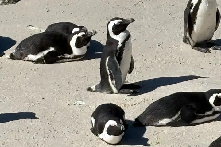 Cape Point & Boulders Beach Penguin Tour — Cape Peninsula Coastal Drive photo 4
