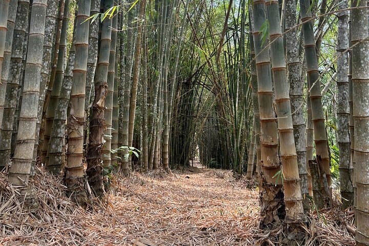 Explore Huatulco's Exotic Garden: Rancho Ecoturístico Botanical Day Tour photo 6