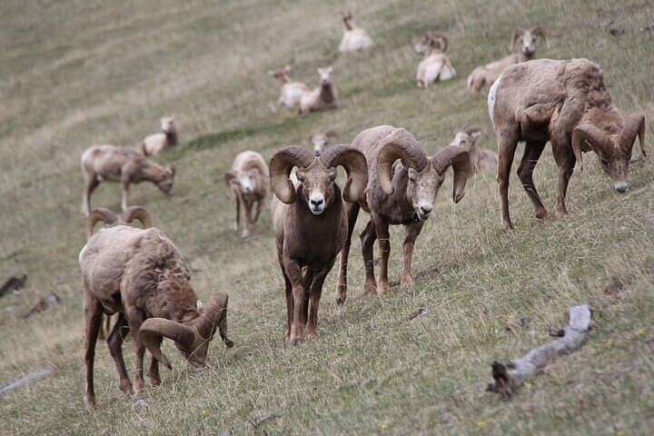 Banff Wildlife & Gondola: Small-Group Highlights Tour photo 2