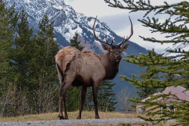 Banff Wildlife & Gondola: Small-Group Highlights Tour photo 5