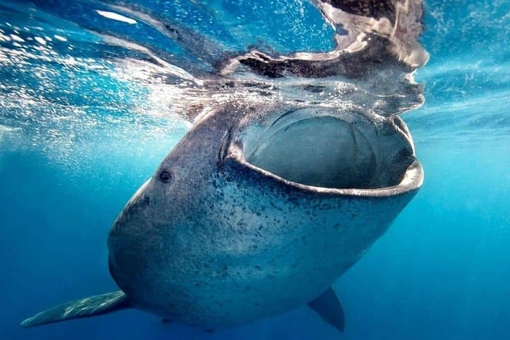 Swim with Whale Sharks from Playa del Carmen: Guided Tours to Isla Contoy photo 1
