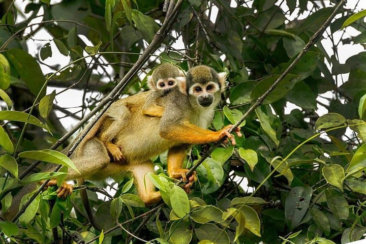 3-Day Manu National Park Tour from Cusco — Jungle Lodges, Parrot Clay Licks & River Wildlife photo 3
