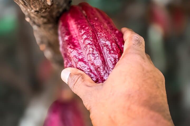 Grenada Herb & Spice Tour — Fort Frederick Views, Bean-to-Bar Chocolate & Annandale Falls