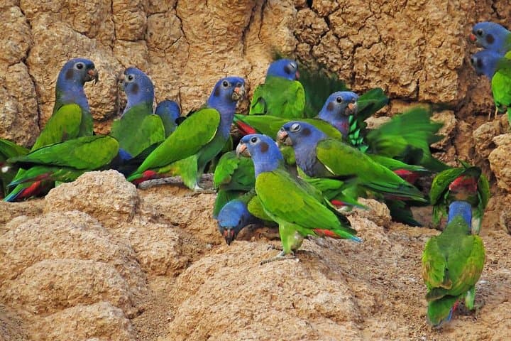3-Day Manu National Park Tour from Cusco — Jungle Lodges, Parrot Clay Licks & River Wildlife photo 4
