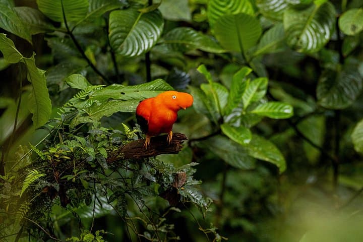 3-Day Manu National Park Tour from Cusco — Jungle Lodges, Parrot Clay Licks & River Wildlife photo 2