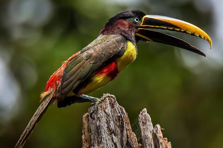 3-Day Manu National Park Tour from Cusco — Jungle Lodges, Parrot Clay Licks & River Wildlife