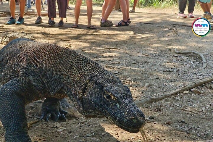 4-Day Liveaboard Sailing Komodo and Sumbawa from Lombok photo 5