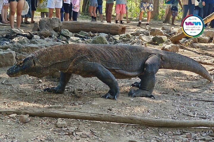 4-Day Liveaboard Sailing Komodo and Sumbawa from Lombok photo 6