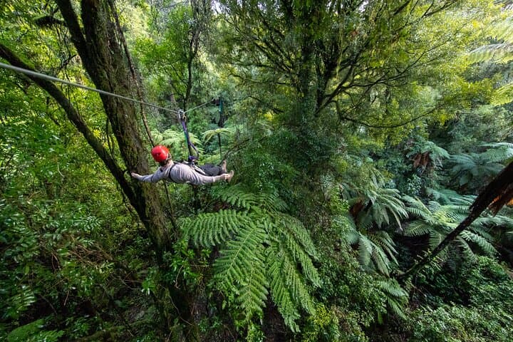 Soar the Ancient Canopy: Rotorua’s 2.5-Hour Native Forest Zipline Adventure photo 2