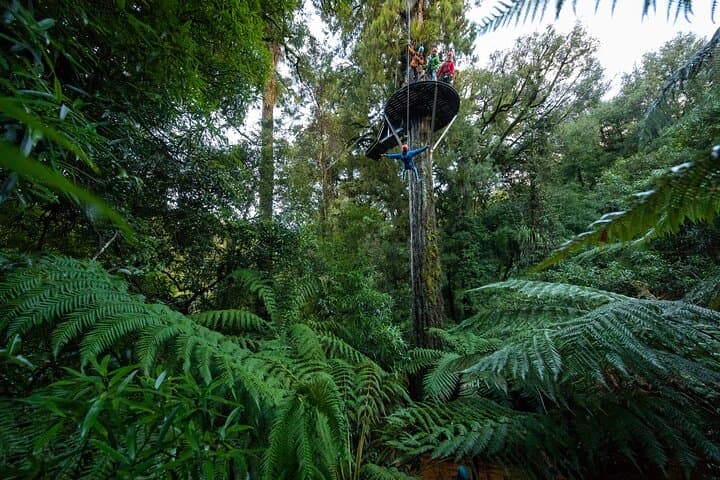 Rotorua Ultimate Zipline Canopy Adventure: 6 Ziplines & 400m Tandem photo 3