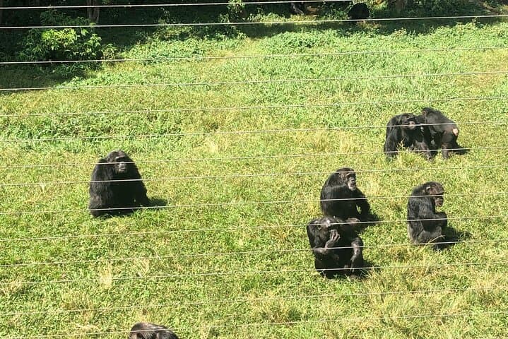 Ngamba Island Chimpanzee Sanctuary Day Tour from Entebbe photo 6