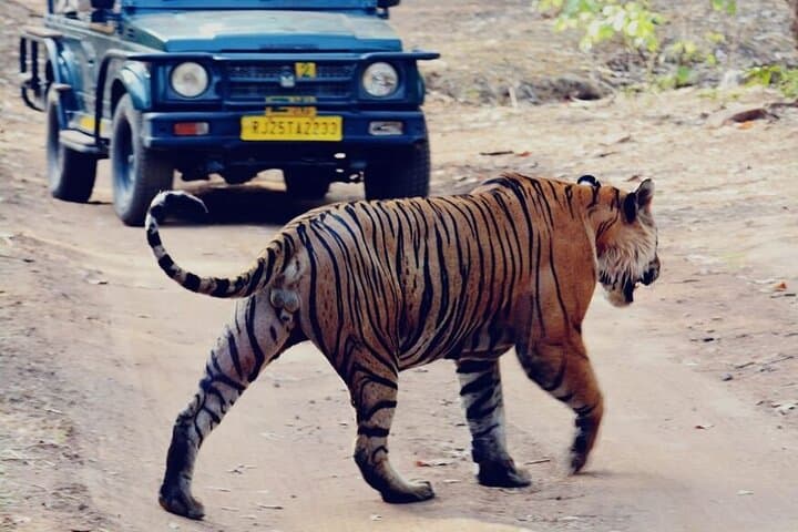 2-Day Ranthambore Private Wildlife Safari from Jaipur