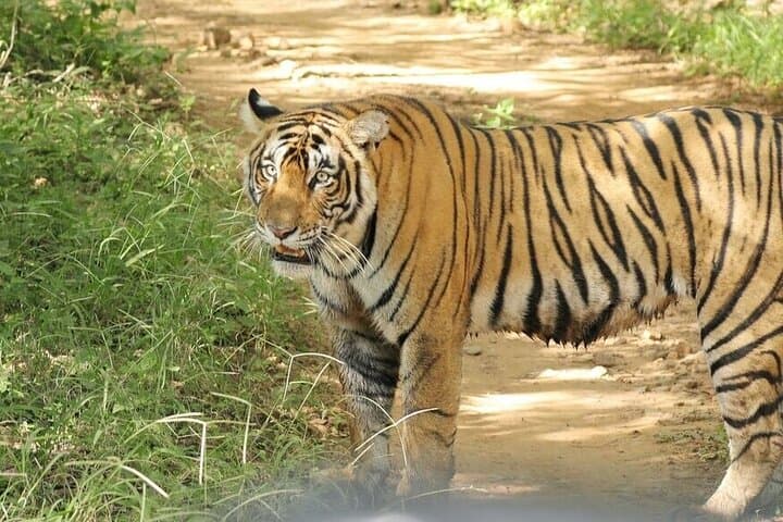 2-Day Ranthambore Private Wildlife Safari from Jaipur photo 2