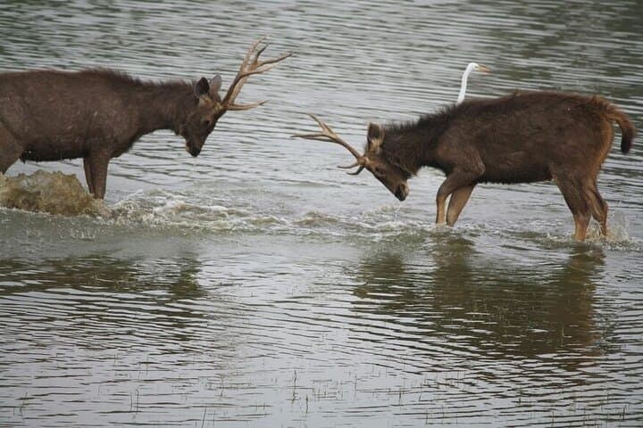 2-Day Ranthambore Private Wildlife Safari from Jaipur photo 3