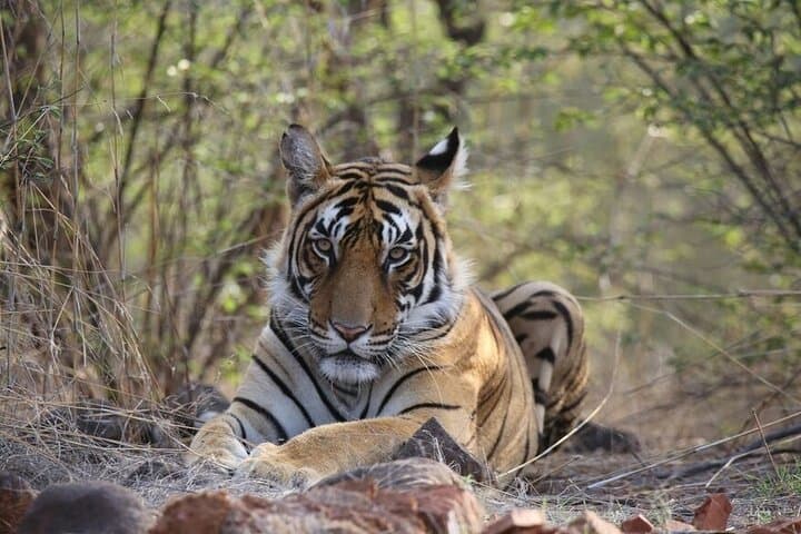 2-Day Ranthambore Private Wildlife Safari from Jaipur photo 4