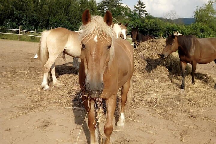 Garfagnana Horseback Riding: Trail Rides Through Tuscany’s Forests and Meadows photo 5