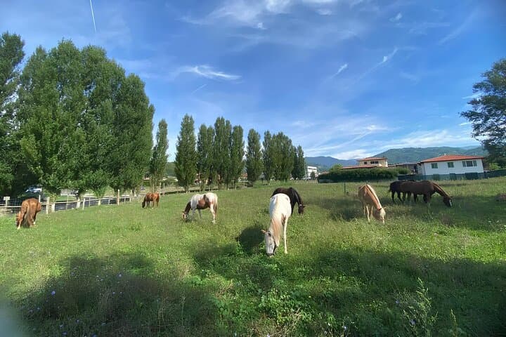 Garfagnana Horseback Riding: Trail Rides Through Tuscany’s Forests and Meadows photo 3