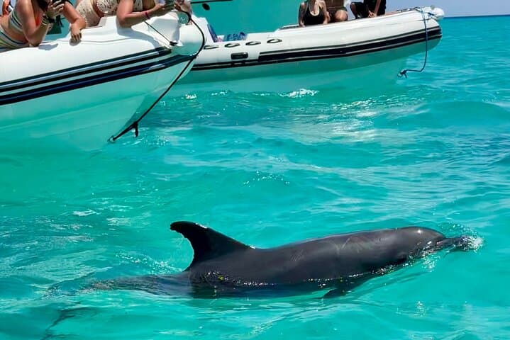 Private Speedboat Sea Retreat in Hurghada — Dolphin House Snorkel & White Island photo 2