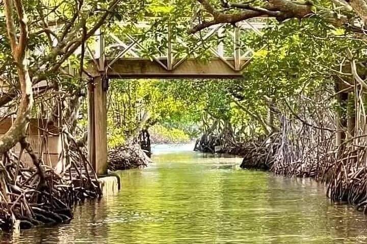 Mangrove Tunnel & Tarpon Turtle Watch: East Side Roatán Boat Adventure photo 4