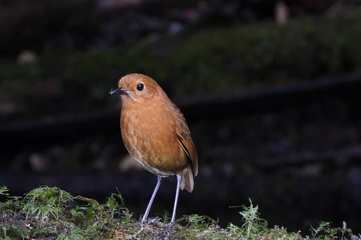 High-Andes Birdwatching at Yanacocha Reserve — Day Tour from Quito