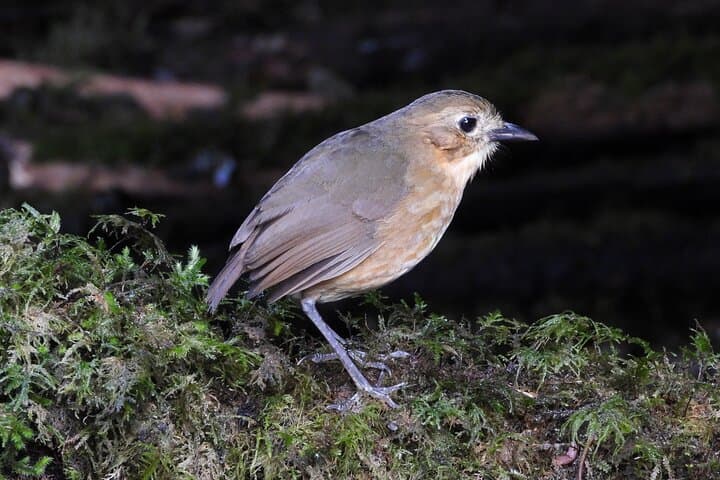 High-Andes Birdwatching at Yanacocha Reserve — Day Tour from Quito photo 2