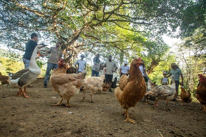 Blue Zone Farm Immersion: Nicoya Peninsula Cultural & Farming Tour photo 2