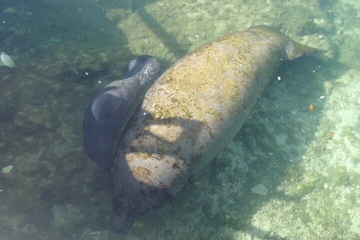 Manatee Springs Guided Kayak Tour: Paddle with Winter Manatees & Cypress Wetlands photo 2