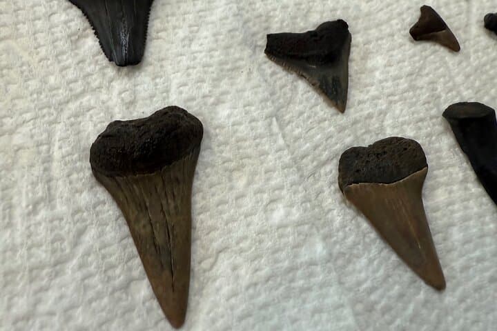 Savannah Dolphin & Shark-Tooth Beach Private Eco Tour photo 4