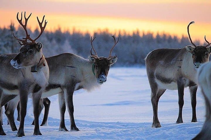 Rovaniemi Reindeer Farm Visit and Quiet Reindeer Walk in Winter Forest photo 2