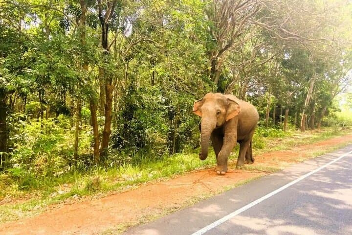 Discover Sri Lanka's UNESCO Heritage Wonders: 13-Night Cultural & Nature Tour photo 6