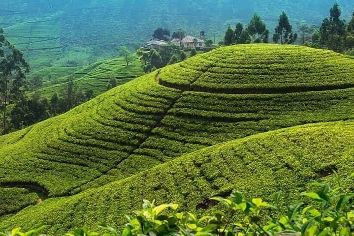 Colombo to Hill Country: 5-Day Sri Lanka Tea Country, Kandy & Pinnawala Tour photo 6