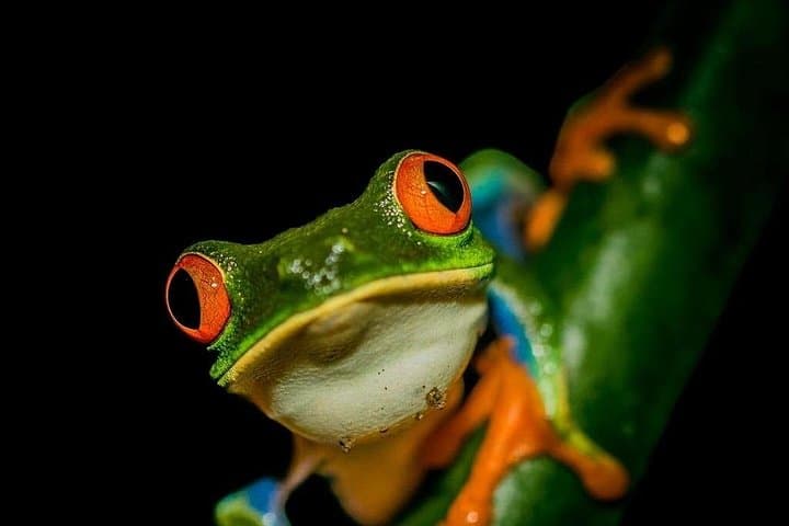 La Fortuna Night Tour: Private 2-Hour Rainforest Walk at Ecocentro Danaus photo 1