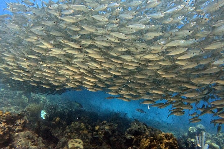 Private Concierge Shore Dive in Bonaire: Two-Tank Guided Reef Adventure photo 2
