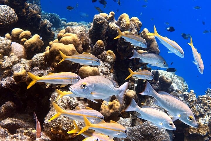 Private Concierge Shore Dive in Bonaire: Two-Tank Guided Reef Adventure photo 4